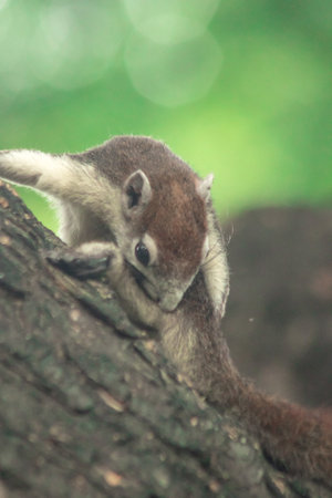 Finlayson's squirrel climbs in trees, Finlaysonâs squirrel hides in tall treesの写真素材