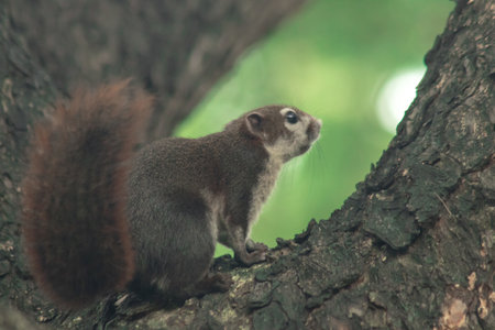 Finlayson's squirrel climbs in trees, Finlaysonâs squirrel hides in tall treesの写真素材