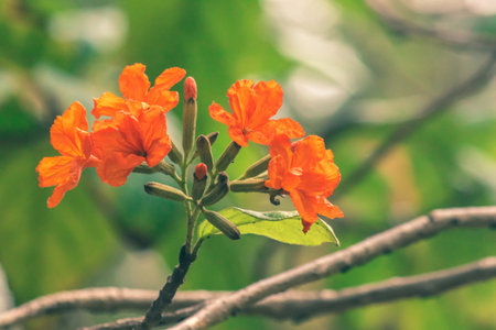Cordia sebestena is a shrub, Geranium Tree flowers are bright red or orange in bouquets.の写真素材