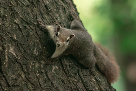 Finlayson's squirrel climbs in trees, Finlaysonâs squirrel hides in tall treesの写真素材