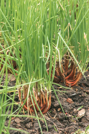 green onion on the soil plot, pointed leaves The hollow leaves are green, the stem is white.の写真素材