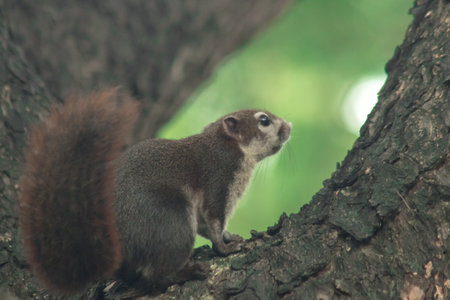 Finlayson's squirrel climbs in trees, Finlaysonâs squirrel hides in tall treesの写真素材