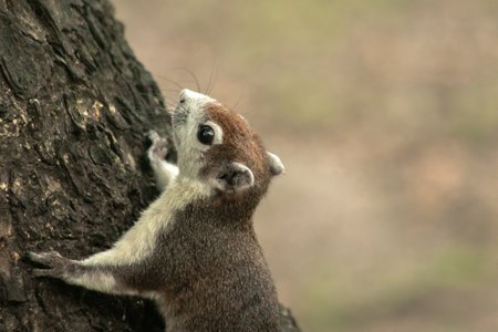 Finlayson's squirrel climbs in trees, Finlaysonâs squirrel hides in tall treesの写真素材