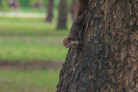 Finlayson's squirrel climbs in trees, Finlaysonâs squirrel hides in tall treesの写真素材
