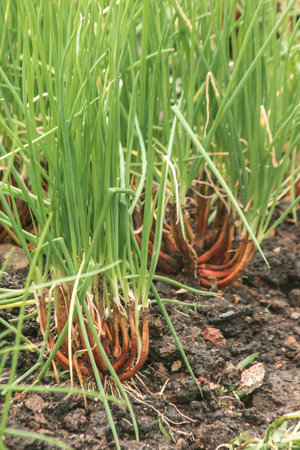 green onion on the soil plot, pointed leaves The hollow leaves are green, the stem is white.の写真素材