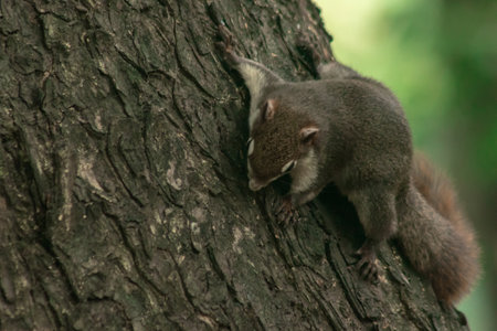 Finlayson's squirrel climbs in trees, Finlaysonâs squirrel hides in tall treesの写真素材