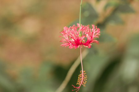 Coral Hibiscus, Fringed Rose mallow, Japanese Lantern, red flowers, stamens at the end of the flower.の写真素材