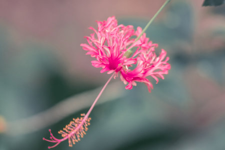 Coral Hibiscus, Fringed Rose mallow, Japanese Lantern, red flowers, stamens at the end of the flower.の写真素材
