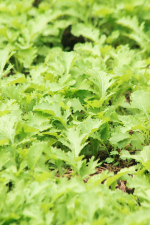 Mustard Green on the soil plot that has a curly, wrinkled leaf surface
Eat it fresh, it will have a strong pungent smell. Similar to eating wasabiの写真素材