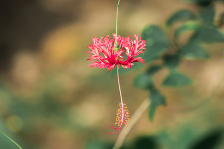 Coral Hibiscus, Fringed Rose mallow, Japanese Lantern, red flowers, stamens at the end of the flower.の写真素材