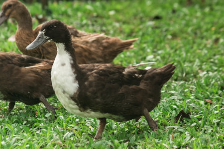 Ducks walk for food on the lawn, ducks feed on the swamp.の写真素材
