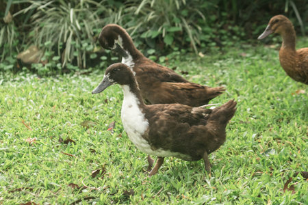 Ducks walk for food on the lawn, ducks feed on the swamp.の写真素材