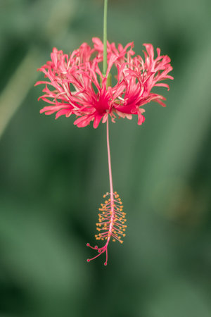 Coral Hibiscus, Fringed Rose mallow, Japanese Lantern, red flowers, stamens at the end of the flower.の写真素材