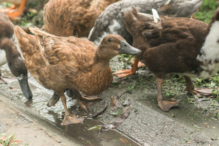Ducks walk for food on the lawn, ducks feed on the swamp.の写真素材