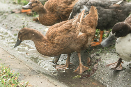Ducks walk for food on the lawn, ducks feed on the swamp.の写真素材