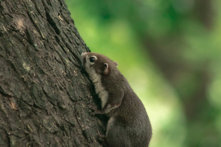 Finlayson's squirrel climbs in trees, Finlaysonâs squirrel hides in tall treesの写真素材