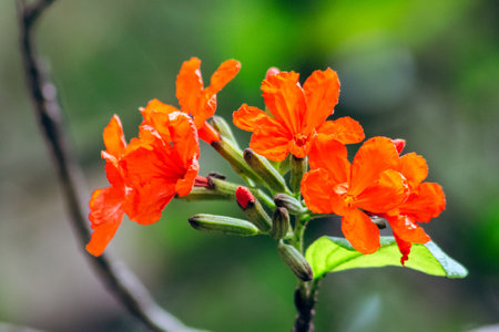 Cordia sebestena is a shrub, Geranium Tree flowers are bright red or orange in bouquets.の写真素材