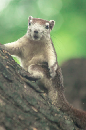 Finlayson's squirrel climbs in trees, Finlaysonâs squirrel hides in tall treesの写真素材