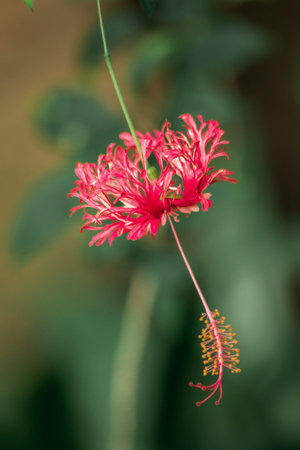 Coral Hibiscus, Fringed Rose mallow, Japanese Lantern, red flowers, stamens at the end of the flower.の写真素材