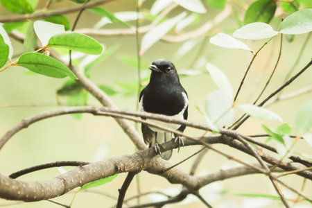 Oriental magpie robin on a branch an insectivorous bird Appearance of the body is shiny black. The chest down will be white.の写真素材