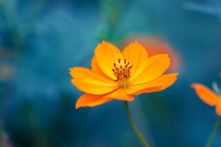 Cosmos/ Mexican Aster, yellow blooming, is a common flowering plant. It has large flowers and looks beautiful.の写真素材