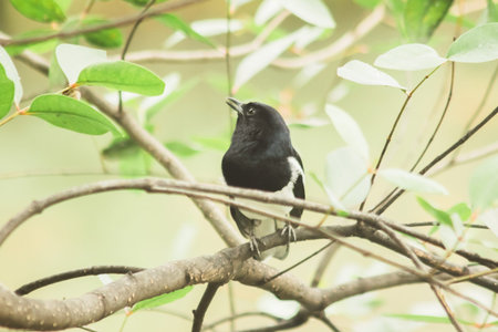 Oriental magpie robin on a branch an insectivorous bird Appearance of the body is shiny black. The...