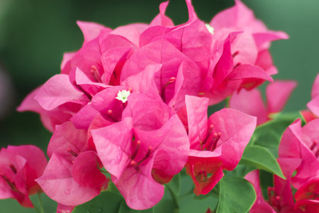 Bougainvillea bouquet, pink, blooming, bougainvillea flowering in clusters at the leaf axils and at the ends of branches with 3 flowersの写真素材