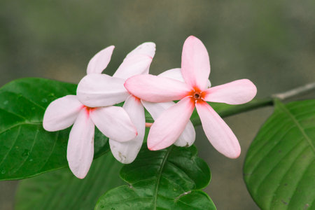 Pink gardenia, beautiful light pink or white flowers, blooming in a bouquet.
Pink gardenia is easy to grow and care for. A sun-loving plantの写真素材