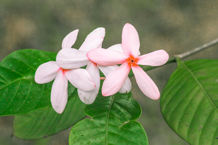 Pink gardenia, beautiful light pink or white flowers, blooming in a bouquet.
Pink gardenia is easy to grow and care for. A sun-loving plantの写真素材