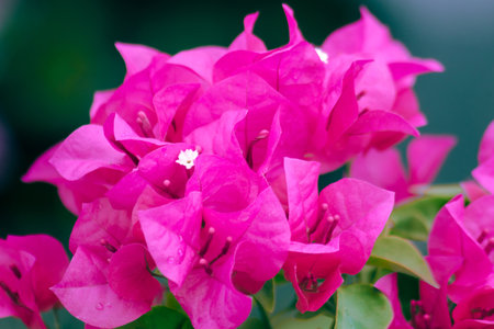 Bougainvillea bouquet, pink, blooming, bougainvillea flowering in clusters at the leaf axils and at the ends of branches with 3 flowersの写真素材