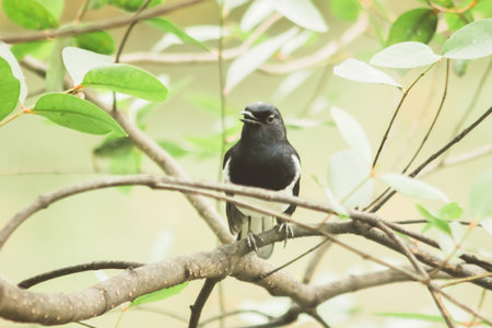 Oriental magpie robin on a branch an insectivorous bird Appearance of the body is shiny black. The chest down will be white.の写真素材