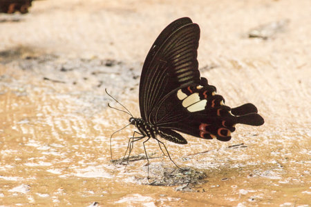 Papilio helenus helenus Red Helen feeds in moist, shady areas.の写真素材