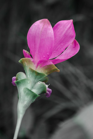 Curcuma sessilis is a herbaceous plant. White inflorescences emerge from the tip of the stem.の写真素材