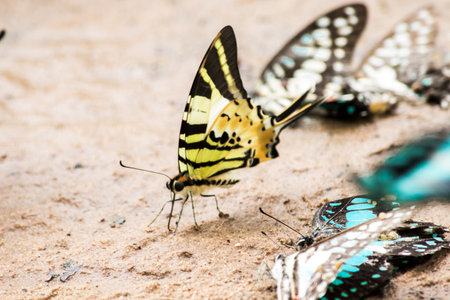 Graphium antiphates nebulosus feeds in wet areas near water.の写真素材