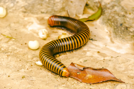 Millipede is the name of several families of invertebrates. Has a hard shell The body is long and divided into segments.の写真素材