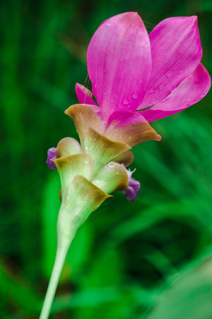 Curcuma sessilis is a herbaceous plant. White inflorescences emerge from the tip of the stem.の写真素材