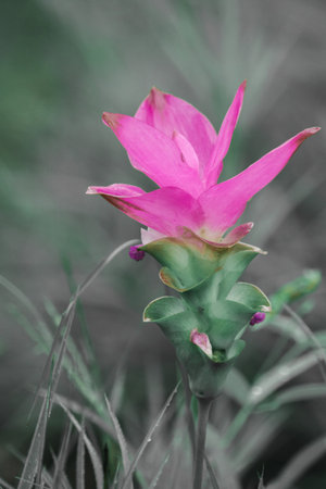 Curcuma sessilis is a herbaceous plant. White inflorescences emerge from the tip of the stem.の写真素材