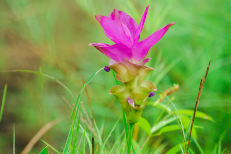 Curcuma sessilis is a herbaceous plant. White inflorescences emerge from the tip of the stem.の写真素材