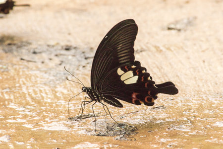 Papilio helenus helenus Red Helen feeds in moist, shady areas.の写真素材