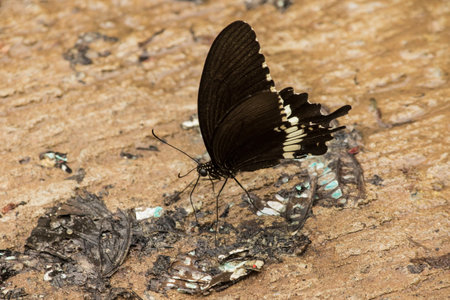 Papilio polytes romulus is ground-dwelling. Inhabits rainforests, sparse forests, orchards.の写真素材