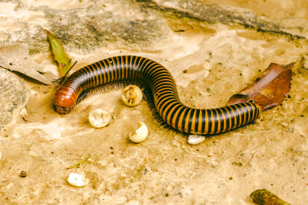 Millipede is the name of several families of invertebrates. Has a hard shell The body is long and divided into segments.の写真素材