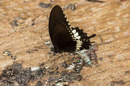 Papilio polytes romulus is ground-dwelling. Inhabits rainforests, sparse forests, orchards.の写真素材