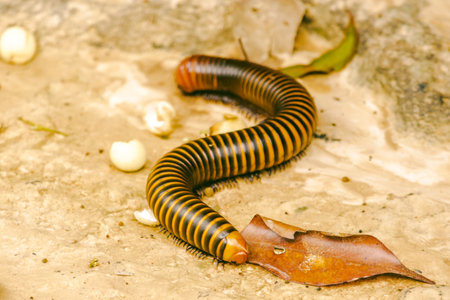 Millipede is the name of several families of invertebrates. Has a hard shell The body is long and divided into segments.の写真素材