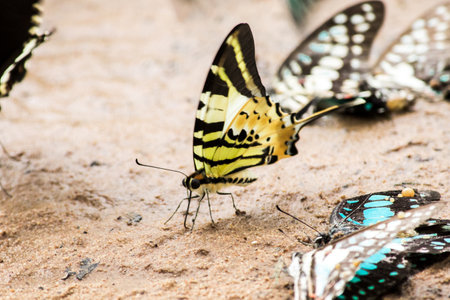 Graphium antiphates nebulosus feeds in wet areas near water.の写真素材