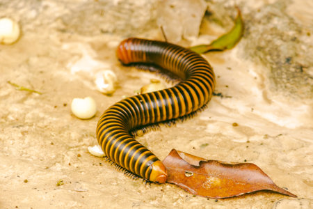 Millipede is the name of several families of invertebrates. Has a hard shell The body is long and divided into segments.の写真素材