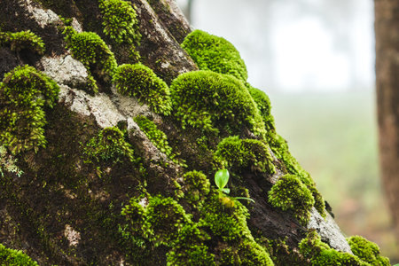 Moss has no flowers or seeds. It also has no roots, stems, or leaves to grow among trees in humid areas.の写真素材
