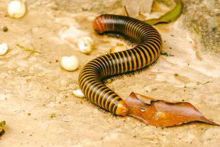 Millipede is the name of several families of invertebrates. Has a hard shell The body is long and divided into segments.の写真素材