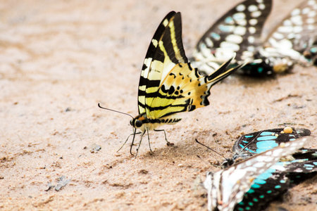 Graphium antiphates nebulosus feeds in wet areas near water.の写真素材