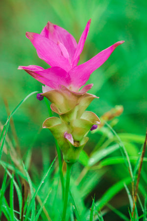Curcuma sessilis is a herbaceous plant. White inflorescences emerge from the tip of the stem.の写真素材