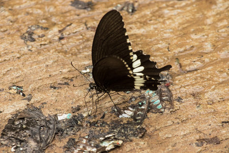 Papilio polytes romulus is ground-dwelling. Inhabits rainforests, sparse forests, orchards.の写真素材